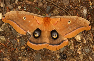 Hodges#7757 * Polyphemus Moth * Antheraea polyphemus