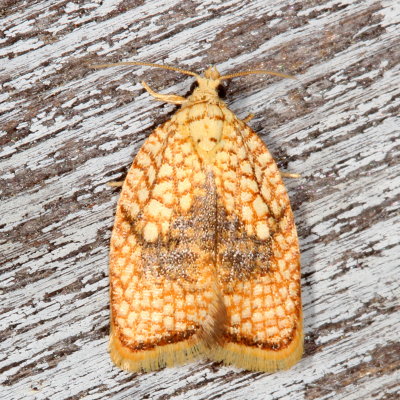 Hodges#3501 * Maple Leaftier * Acleris forsskaleana