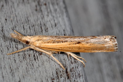 Hodges#5413 * Sod Webworm Moth * Pediasia trisecta