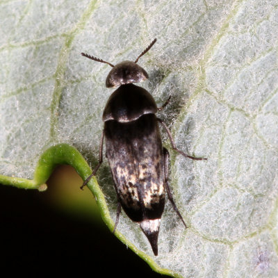 Mordellidae :Tumbling Flower Beetles