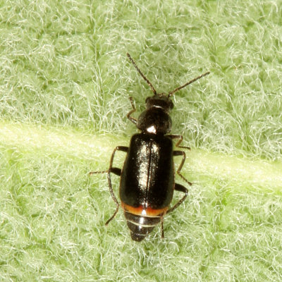 Attalus terminalis