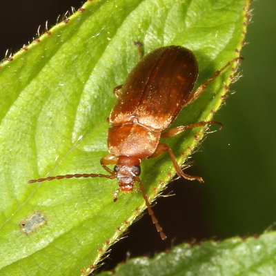 Isomira sericea