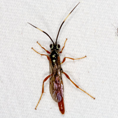 Genus Cratichneumon  ♂