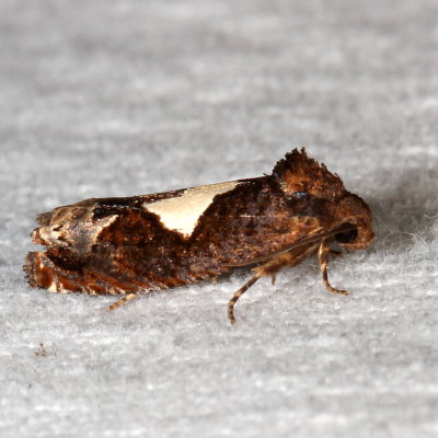 Hodges#3202 * Bidens Borer * Epiblema otiosana