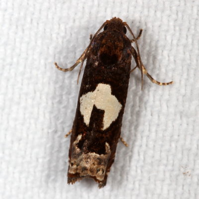 Hodges#3202 * Bidens Borer * Epiblema otiosana