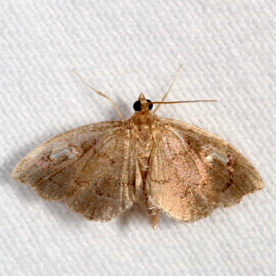 Hodges#4951 ♂ * Perispasta caeculalis