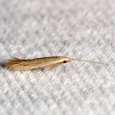Hodges#1358 * Coleophora quadrilineella (T)