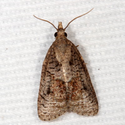 Hodges#3740 * Tufted Apple Bud Moth * Platynota idaeusalis