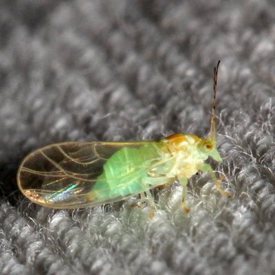 Cacopsylla annulata