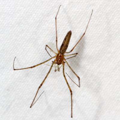 Genus Tetragnatha