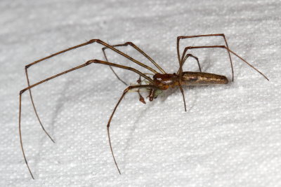 Genus Tetragnatha