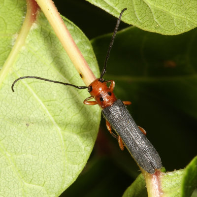 Oberea ocellata * Sumac Stem Borer