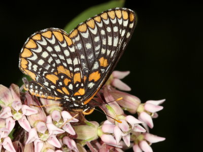 Baltimore Checkerspot