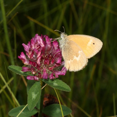 Common Ringlet