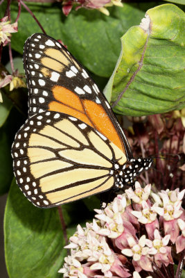 Monarch