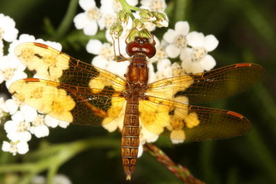 Eastern Amberwing ♂