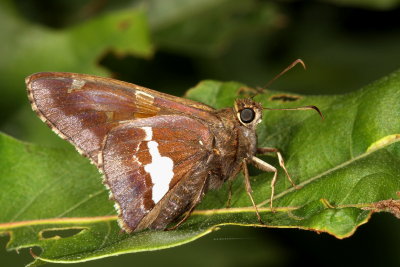 Silver-spotted Skipper