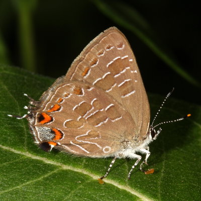 Striped Hairstreak