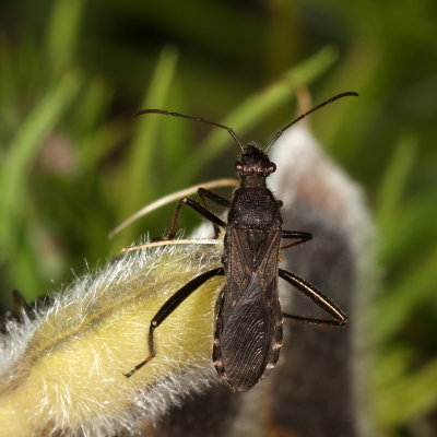 Alydus eurinus