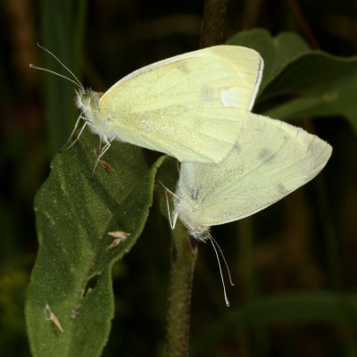 Cabbage White ♂ & ♀