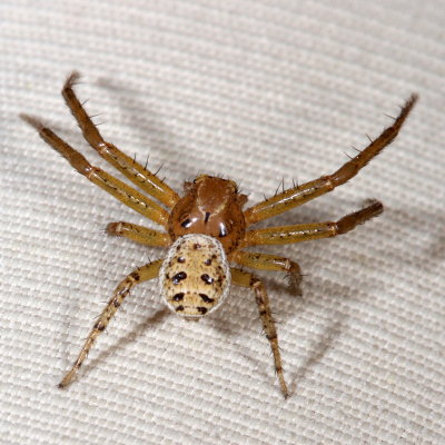 Genus Xysticus