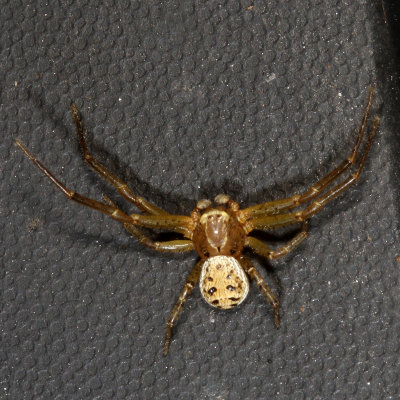 Genus Xysticus