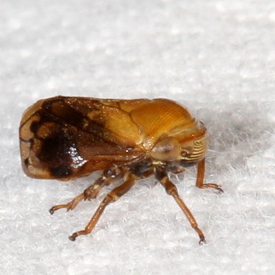 Clastoptera achatina * Pecan Spittlebug