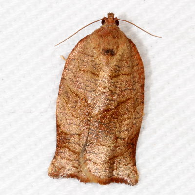 Hodges#3635 * Oblique-banded Leafroller * Choristoneura rosacea