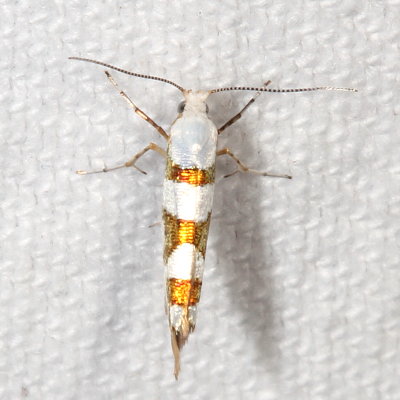 Hodges#2444 * Argyresthia calliphanes