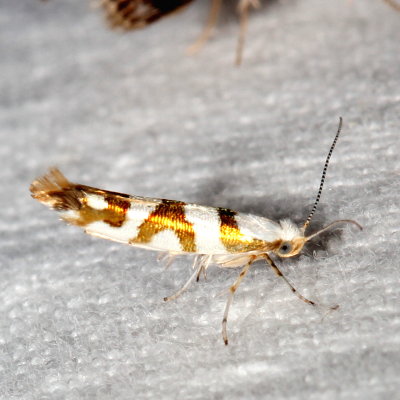 Hodges#2457 * Bronze Alder Moth * Argyresthia goedartella