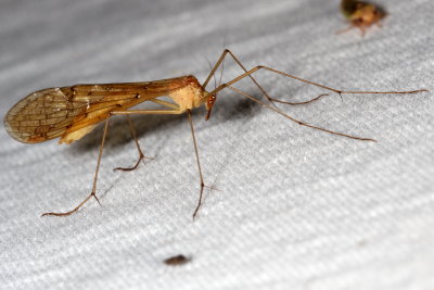 Bittacidae : Hangingflies