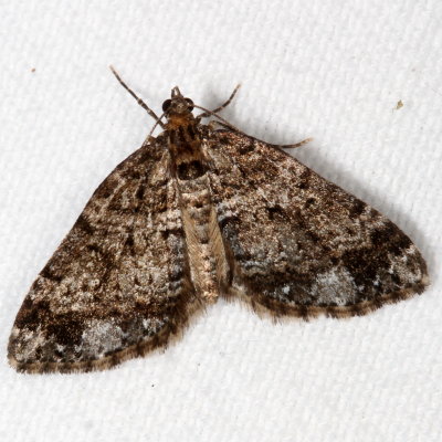 Hodges#7316 * Square-patched Carpet * Perizoma basaliata