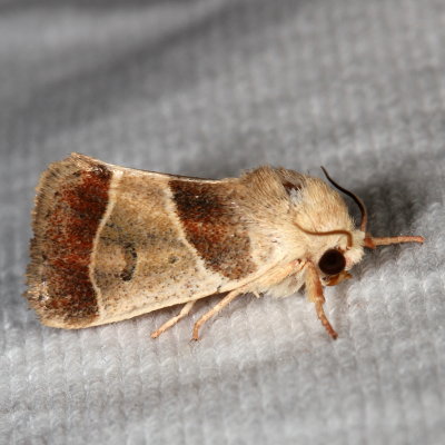 Hodges#9815 * American Dun-bar Moth * Cosmia calami