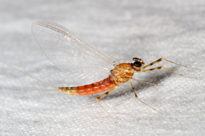 Epeorus vitreus