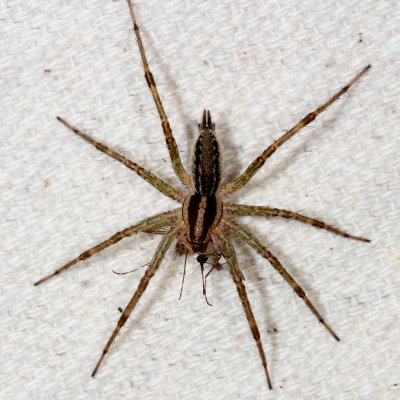 Genus Agelenopsis - Grass Spiders