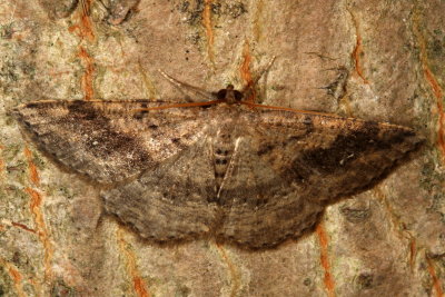 Hodges#6812 * Pale Homochlodes * Homochlodes fritillaria