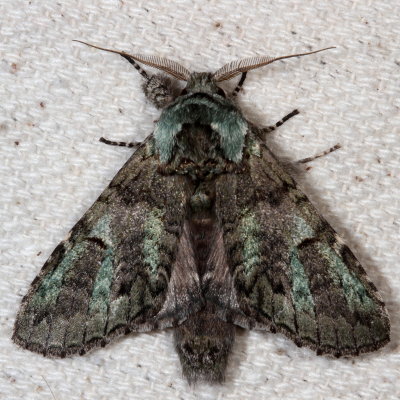 Hodges#7975 * Mottled Prominent * Macrurocampa marthesia
