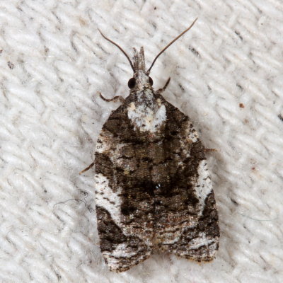 Hodges#3743 * Exasperating Platynota * Platynota exasperatana