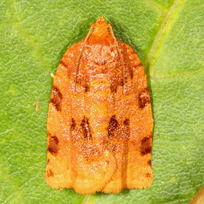 Hodges#3661 * Ugly-nest Caterpillar Moth * Archips cerasivorana