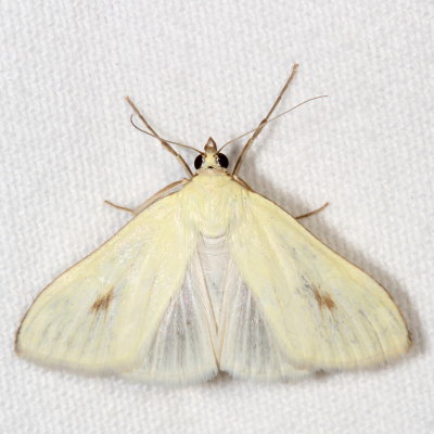Hodges#4986.1 * Carrot Seed Moth * Sitochroa palealis