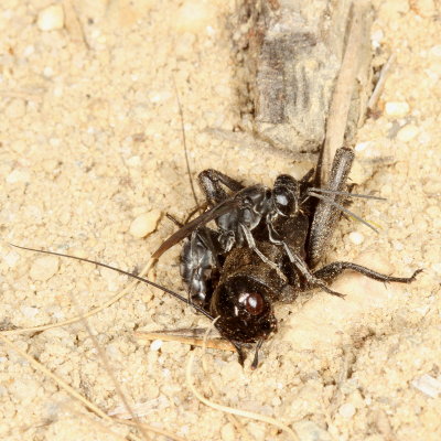 Genus Liris on nymph of Gryllus veletis