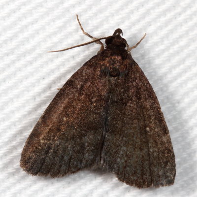 Hodges#8326 * Rotund Idia Moth * Idia rotundalis