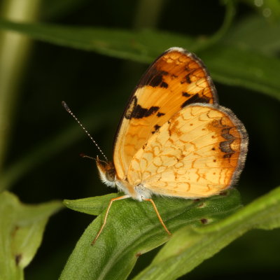 Pearl Crescent