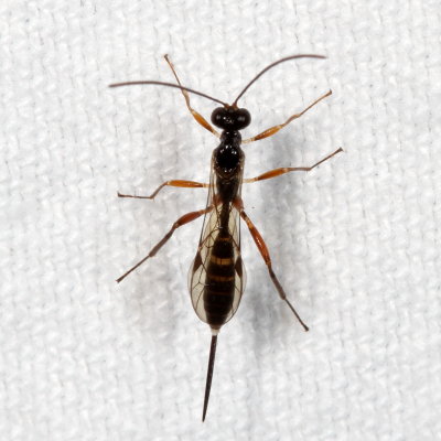 Family Ichneumonidae