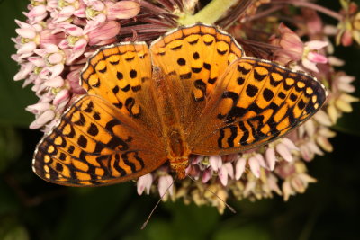 Aphrodite Fritillary 