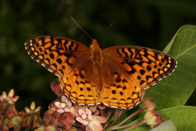 Aphrodite Fritillary 