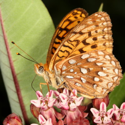 Atlantis Fritillary