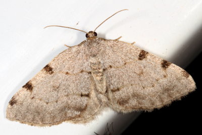 Hodges#7645 * Three-patched Bigwing * Heterophleps refusaria