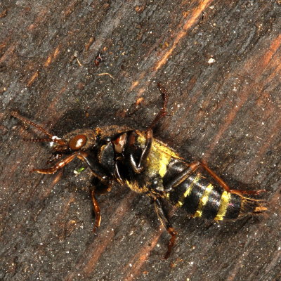 Ontholestes cingulatus * Gold-and-brown Rove Beetle