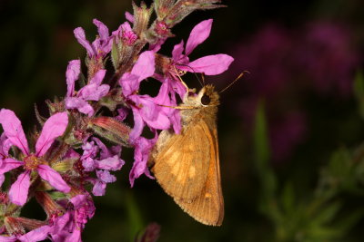 Broad-winged Skipper